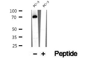 Western blot analysis of extracts of PC-3 cells, using RASGRP3 antibody.