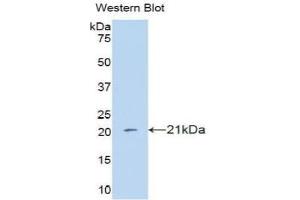 Detection of Recombinant IFNa4, Human using Polyclonal Antibody to Interferon Alpha 4 (IFNa4) (IFNA4 anticorps  (AA 10-163))