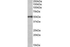 AP22437PU-N EIF3E antibody staining of Daudi lysate at 0. (EIF3E anticorps  (C-Term))