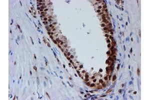 Image no. 13 for anti-Fragile X Mental Retardation 1 (FMR1) antibody (ABIN1498287)