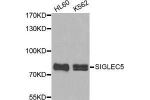 Western blot analysis of extracts of various cell lines, using SIGLEC5 antibody (ABIN5972370). (SIGLEC5 anticorps)