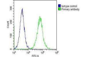 Overlay histogram showing Hela cells stained with Antibody (green line). (ELAVL1 anticorps)