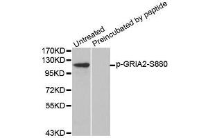 Western blot analysis of extracts from mouse brain tissue using Phospho-GRIA2-S880 antibody (ABIN2987746) and the same antibody preincubated with blocking peptide. (GRIA2 anticorps  (pSer880))