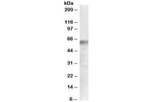 Western blot testing of human liver lysate with IRF2BP1 antibody at 0. (IRF2BP1 anticorps)