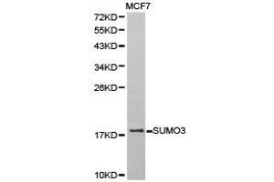 Western Blotting (WB) image for anti-Small Ubiquitin Related Modifier 3 (SUMO3) antibody (ABIN1874996) (SUMO3 anticorps)