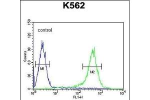 TMEM132D Antibody (C-term) (ABIN653969 and ABIN2843919) flow cytometric analysis of K562 cells (right histogram) compared to a negative control cell (left histogram). (TMEM132D anticorps  (C-Term))
