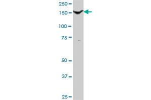 THBS1 MaxPab polyclonal antibody.