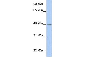 Western Blotting (WB) image for anti-Hypothetical LOC641515 (LOC641515) antibody (ABIN2459272) (LOC641515 anticorps)
