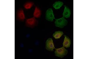 DNAJC11 Antibody staining Hela cells by IF/ICC. (DNAJC11 anticorps  (C-Term))