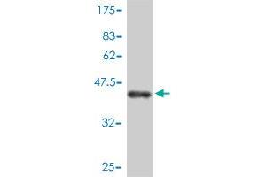 Western Blot detection against Immunogen (43.