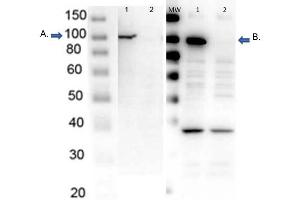 Western Blot of endogenous PARP1 with Rabbit Anti-PARP1 Antibodies Western Blot of endogenous PARP1 with Rabbit Anti-PARP1 Antibodies. (PARP1 (ZF1) (N-Term) anticorps)