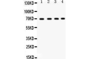 Western Blotting (WB) image for anti-X-Ray Repair Complementing Defective Repair in Chinese Hamster Cells 6 (XRCC6) (AA 464-496), (C-Term) antibody (ABIN3043965) (XRCC6 anticorps  (C-Term))