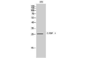 Western Blotting (WB) image for anti-CCAAT/enhancer Binding Protein (C/EBP), epsilon (CEBPE) (C-Term) antibody (ABIN3174090) (CEBPE anticorps  (C-Term))