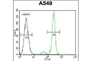 TNFRSF1A Antibody (N-term) (ABIN655208 and ABIN2844822) flow cytometric analysis of A549 cells (right histogram) compared to a negative control cell (left histogram). (TNFRSF1A anticorps  (N-Term))