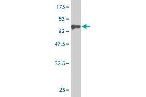 Western Blot detection against Immunogen (75.