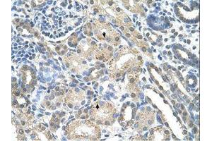 anti-phosphoribosyl Pyrophosphate Synthetase 2 (PRPS2) (AA 168-217) antibody