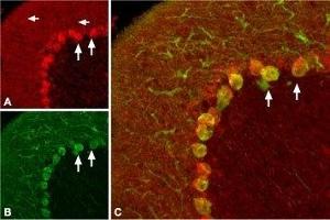 Expression of proBDNF in rat cerebellumImmunohistochemical staining of rat cerebellum with Anti-proBDNF Antibody (ABIN7043558, ABIN7044753 and ABIN7044754).