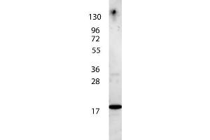 anti-Human IL-7 antibody shows detection of a band ~17 kDa in size corresponding to recombinant human IL-7. (IL-7 anticorps  (Biotin))