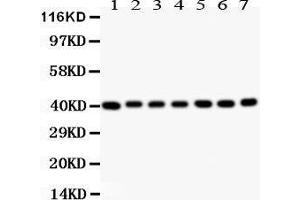 Anti- Decorin Picoband antibody, Western blotting All lanes: Anti Decorin  at 0. (Decorin anticorps  (AA 31-359))
