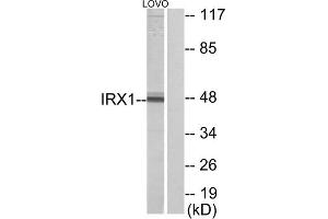 Western blot analysis of extracts from LOVO cells, using IRX1 antibody. (IRX1 anticorps  (Internal Region))