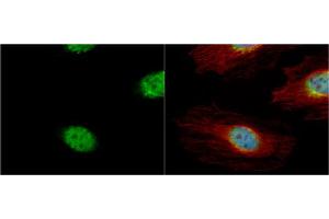 ICC/IF Image Cyclin A2 antibody detects Cyclin A2 protein at cytoplasm and nucleus by immunofluorescent analysis.
