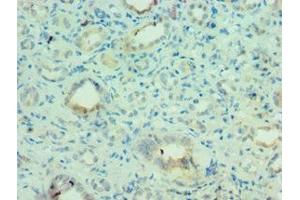 Immunohistochemistry of paraffin-embedded human kidney tissue using ABIN7159245 at dilution of 1:100 (MLANA anticorps  (AA 48-118))