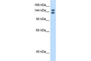 Western Blotting (WB) image for anti-Myb-Binding Protein 1A (MYBBP1A) antibody (ABIN2461613) (MYBBP1A anticorps)
