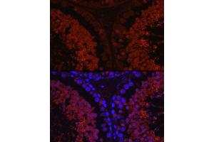 Immunofluorescence analysis of rat testis cells using SP Rabbit pAb (ABIN3022967, ABIN3022968, ABIN1513554 and ABIN6219322) at dilution of 1:100 (40x lens).