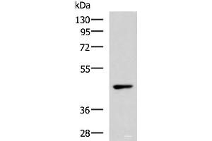 Western blot analysis of 293T cell lysate using WNT9A Polyclonal Antibody at dilution of 1:500 (WNT9A anticorps)