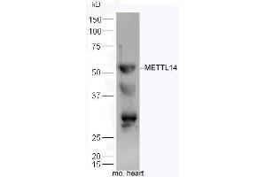 Mouse heart lysates probed with Anti-Mettl14 Polyclonal Antibody, Unconjugated  at 1:300 overnight at 4˚C. (METTL14 anticorps  (AA 21-120))