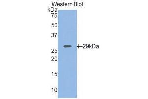 Western Blotting (WB) image for anti-Myosin Heavy Chain 4, Skeletal Muscle (MYH4) (AA 1259-1495) antibody (ABIN1859928) (MYH4 anticorps  (AA 1259-1495))