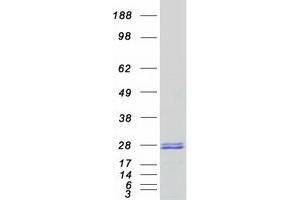 Validation with Western Blot