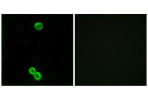 Immunofluorescence (IF) image for anti-Ribosomal Protein L3-Like (RPL3L) (Internal Region) antibody (ABIN1850642) (RPL3L anticorps  (Internal Region))