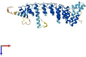 AlphaFold protein structure predicition of Human Recombinant ANKRD61 Protein, UniprotID A6NGH8