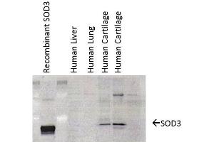 Western Blot analysis of Human cartilage lysates showing detection of SOD3 protein using Mouse Anti-SOD3 Monoclonal Antibody, Clone 4GG11G6 . (SOD3 anticorps  (HRP))