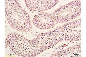 Frozen mouse brain tissue labeled with Anti-Neurturin Polyclonal Antibody, Unconjugated 1:200 followed by conjugation to the secondary antibody