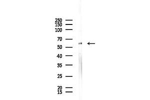 anti-Tripartite Motif Containing 16 (TRIM16) (N-Term) antibody