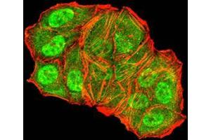 Immunofluorescence analysis of Hela cells using TFAP2A mouse mAb (green).