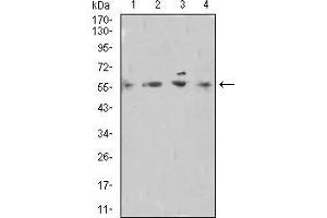 Western blot analysis using DNTT mouse mAb against Raji (1), A549 (2), Hela (3), and PC-12 (4) cell lysate.