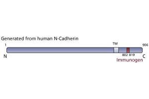 Image no. 3 for anti-Cadherin 2 (CDH2) (AA 802-819) antibody (ABIN968250) (N-Cadherin anticorps  (AA 802-819))