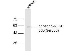 Mouse spleen lysates probed with Rabbit Anti-NFKB p65(Ser536) Polyclonal Antibody, Unconjugated  at 1:500 for 90 min at 37˚C