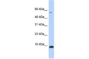 Western Blotting (WB) image for anti-Chemokine (C-X-C Motif) Ligand 6 (CXCL6) antibody (ABIN2457892) (CXCL6 anticorps)