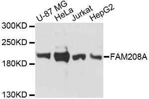Western blot analysis of extracts of various cell lines, using FAM208A antibody. (FAM208A anticorps)