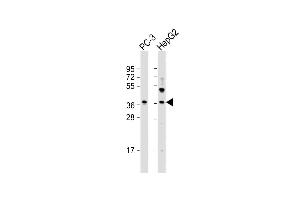 All lanes : Anti-LGALS8 Antibody (C-term) at 1:2000 dilution Lane 1: PC-3 whole cell lysate Lane 2: HepG2 whole cell lysate Lysates/proteins at 20 μg per lane.