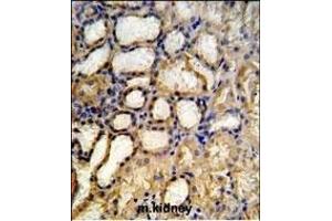 RT33 Antibody (C-term) (ABIN651324 and ABIN2840188) IHC analysis in formalin fixed and paraffin embedded mouse kidney tissue followed by peroxidase conjugation of the secondary antibody and DAB staining. (MRPS33 anticorps  (C-Term))