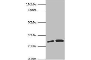 Western blot All lanes: PSMF1 antibody at 1. (PSMF1 anticorps  (AA 1-271))