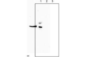 Western Blotting (WB) image for anti-Ribonucleotide Reductase M2 (RRM2) (C-Term) antibody (ABIN2452118)