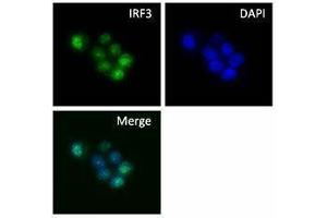 Immunofluorescence (IF) image for anti-Interferon Regulatory Factor 3 (IRF3) antibody (ABIN2666279) (IRF3 anticorps)