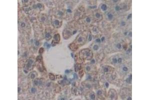 Figure. (COX-1 anticorps  (AA 407-602))