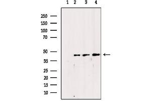 Western blot analysis of extracts from various samples, using CKII alpha Antibody.